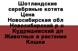 Шотландские серебряные котята › Цена ­ 5 500 - Новосибирская обл., Новосибирский р-н, Кудряшевский дп Животные и растения » Кошки   